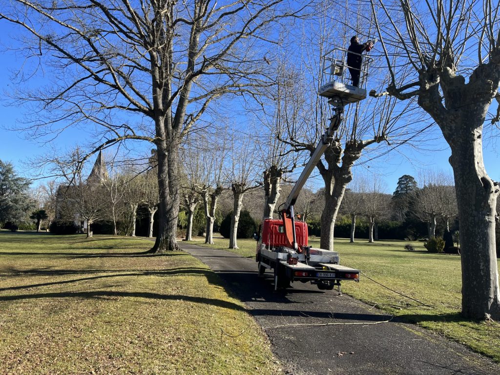 Un ouvrier, juché sur une nacelle élévatrice, élague de grands arbres dénudés le long d'un sentier ensoleillé d'un parc. Le ciel d'un bleu limpide met en valeur cette scène paisible et méticuleuse.