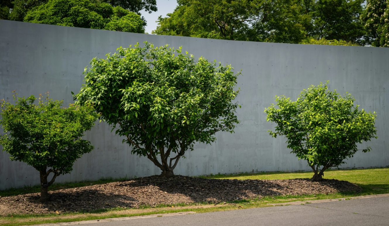 Trois arbustes verts sont plantés devant un mur.