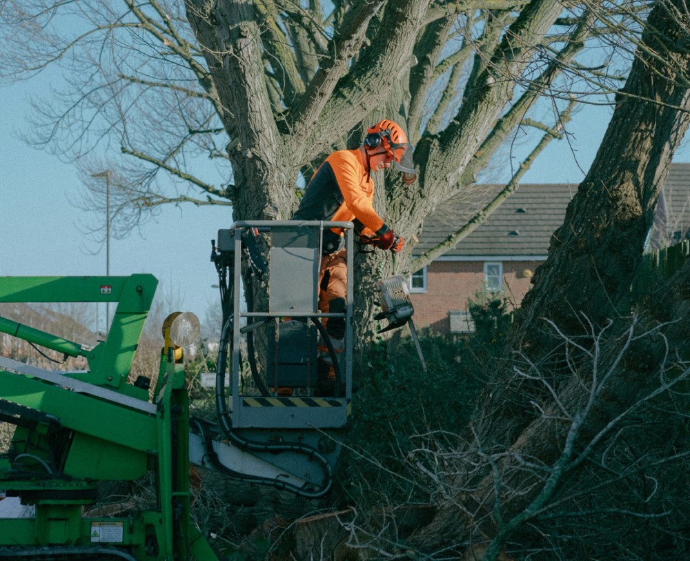 Un homme debout au sommet d'un arbre