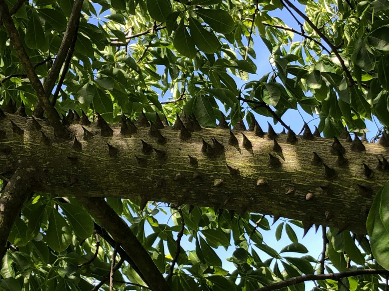 arbre vert à fruits noirs en journée