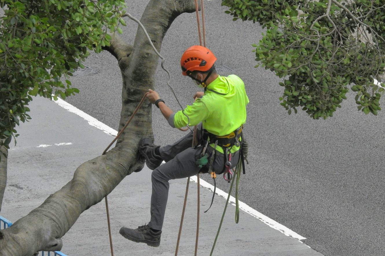 une personne grimpant à un arbre